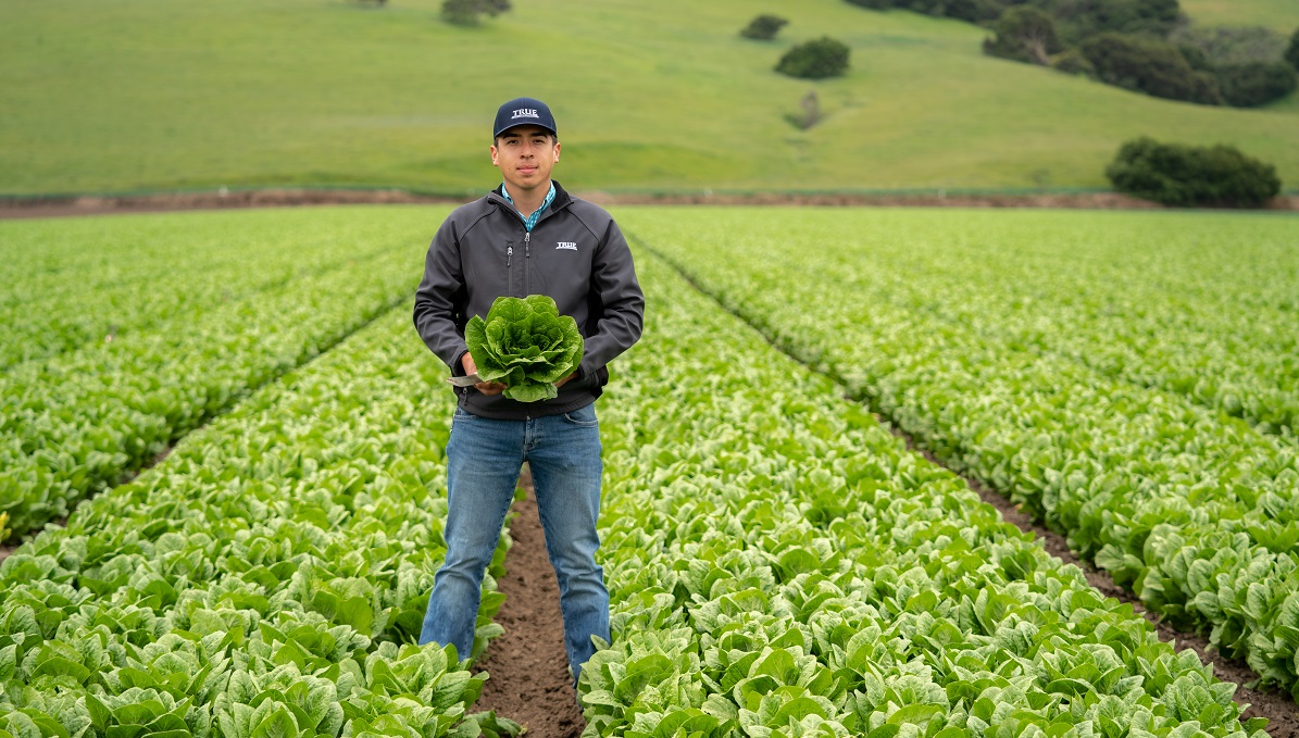 Agriculture student holding head of lettuce in a field