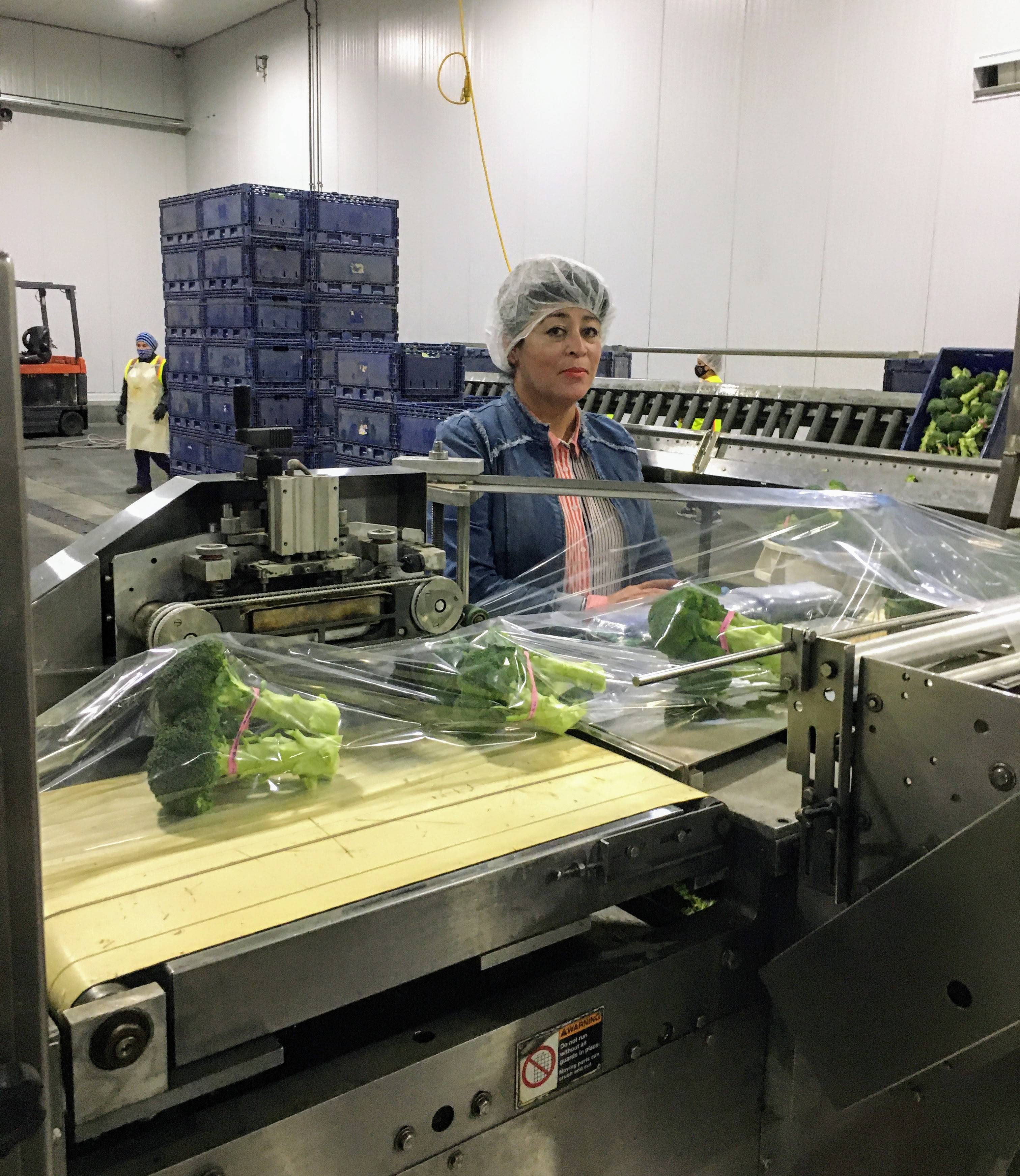 Maria Zaragoza in broccoli packaging plant